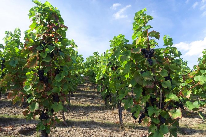 2.5-Hour Prague Wine Tasting Walking Tour - Key Highlights You’ll Care About