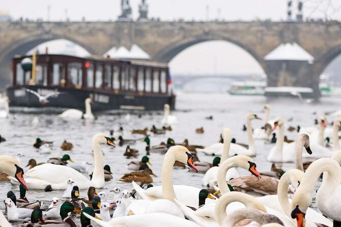 Charles Bridge: River Boat Cruise & Guided Tour ️with PragueWay - Devil’s Channel Boat Ride: Short Circuit, Big Views