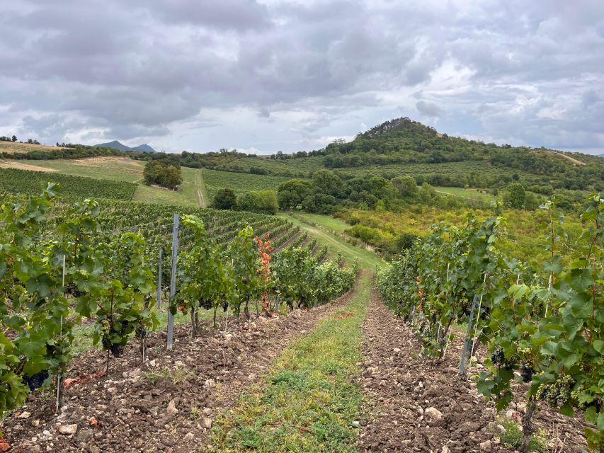 Czech Vineyards and Wine Tasting 4WD Tour with Lunch - The tasting-to-tasting comparison you’ll actually understand