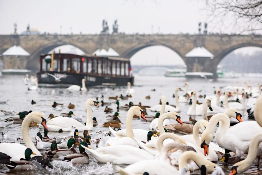 Prague: 1.5-Hour River Boat Cruise and Guided Tour - Cruising Čertovka: Little Venice Views from the Water