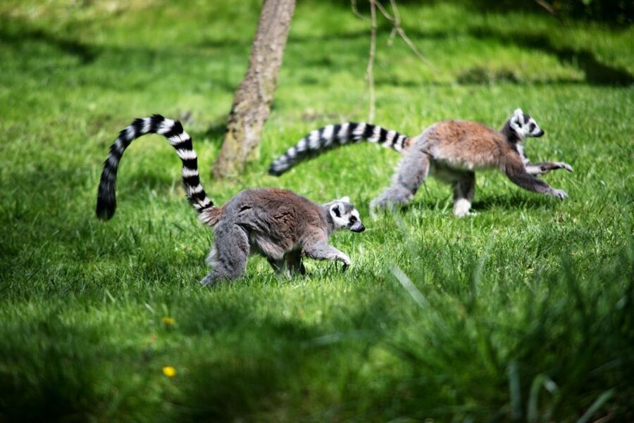 Prague: Boat Ride to the Zoo and Admission Ticket - Why this Prague Zoo day works better than a straight-ticket visit