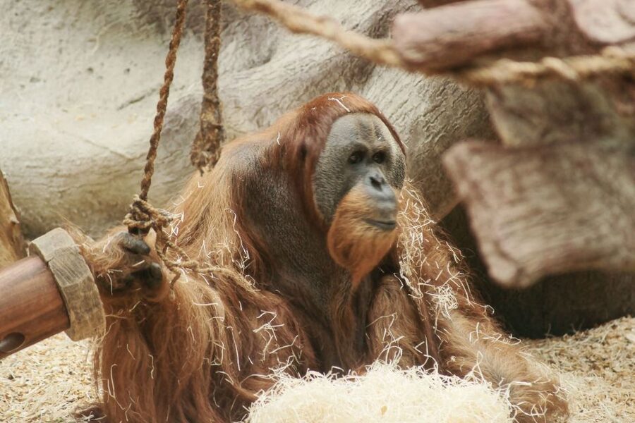 Prague: Boat Ride to the Zoo and Admission Ticket - The zoo highlights that most people end up loving