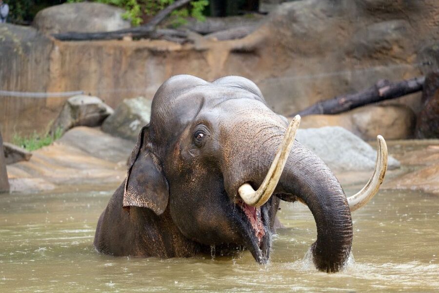Prague: Boat Ride to the Zoo and Admission Ticket - Hitting the zoo’s pace without burning out