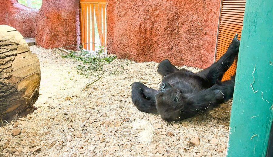 Prague: Prague Zoo Audio Guide with E-Ticket - Should you book the Prague Zoo Audio Guide with E-Ticket?