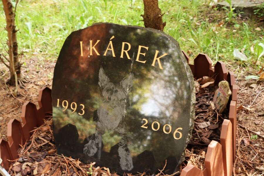 Prague: Psychiatric Hospital and Abandoned Cemetery Tour - Who should book, and who should skip