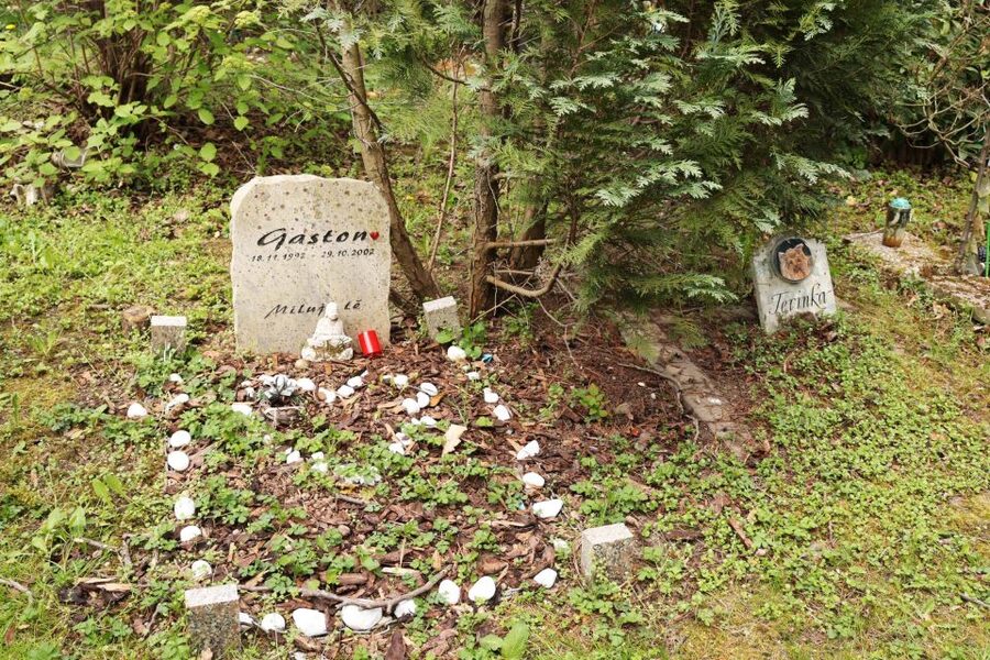 Prague: Psychiatric Hospital and Abandoned Cemetery Tour - Rosenham’s experiment: spotting the blind spots in diagnosis