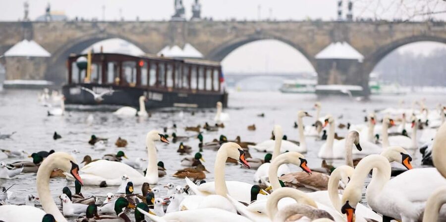 Prague: River Cruise, Charles Bridge Museum, & Walking Tour - Cruise on the Devil’s Channel: Certovka waterways, Knights of Malta lore, and Castle views