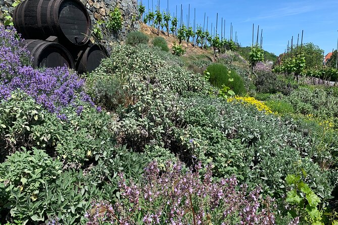 Prague´s Hidden Vineyards Private Tour - Why Prague’s vineyards feel different from the usual wine trip