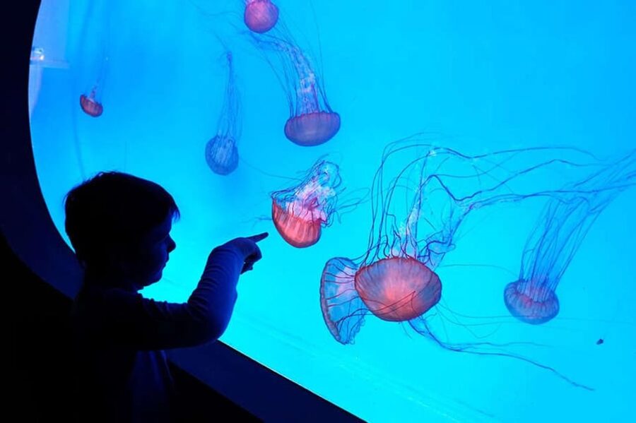 Prague: The World Of Jellyfish Entry Ticket w/ Drink - Key things to know before you buy