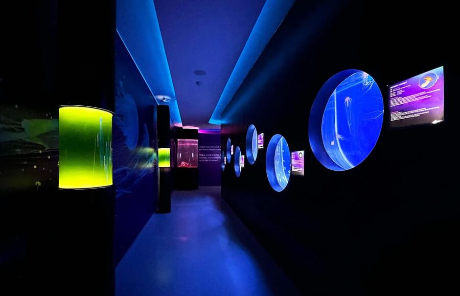 Prague: The World Of Jellyfish Entry Ticket w/ Drink - How to plan your time: a 1-day visit that doesn’t need rushing