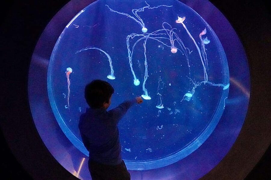 Prague: The World Of Jellyfish Entry Ticket w/ Drink - Roof-top location at Arkady Pankrac: easy access, easy confusion
