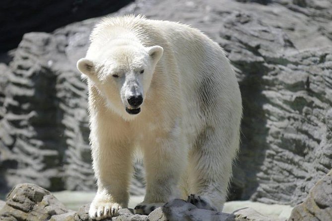 Prague Zoo Admission Ticket including Round Trip Transfer - Prague Zoo With Round-Trip Transfer: Why It’s a Smart, Low-Stress Choice