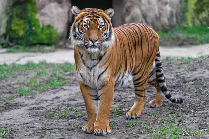 Prague Zoo Admission Ticket including Round Trip Transfer - Your 9:00 AM Start and How the Transfers Actually Help