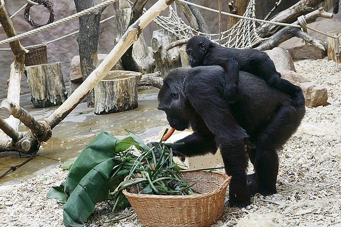 Prague Zoo Admission Ticket including Round Trip Transfer - Exhibit Zones You’ll Actually Want to Plan Around