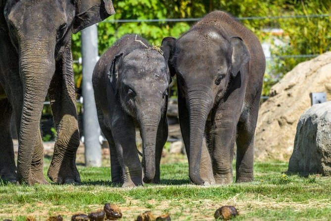 Prague Zoo Admission Ticket including Round Trip Transfer - Price and Value for a Zoo Campus That’s Built for Hours