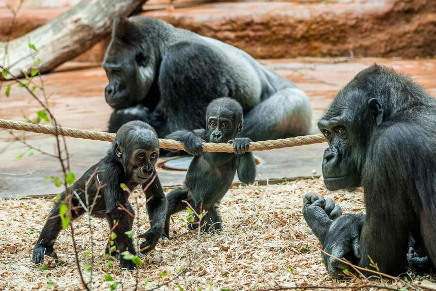 Prague Zoo: Skip-the-Line Entry Ticket - Key Reasons This Ticket Works Well