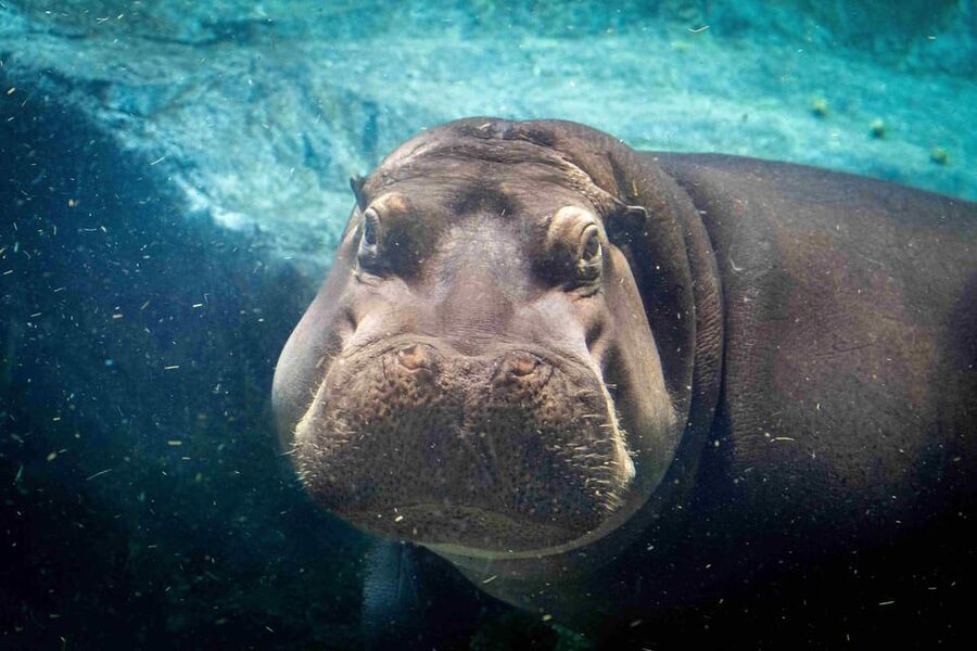 Prague Zoo: Skip-the-Line Entry Ticket - Prague Zoo in Troja: Why It Feels Like a Real Day Out