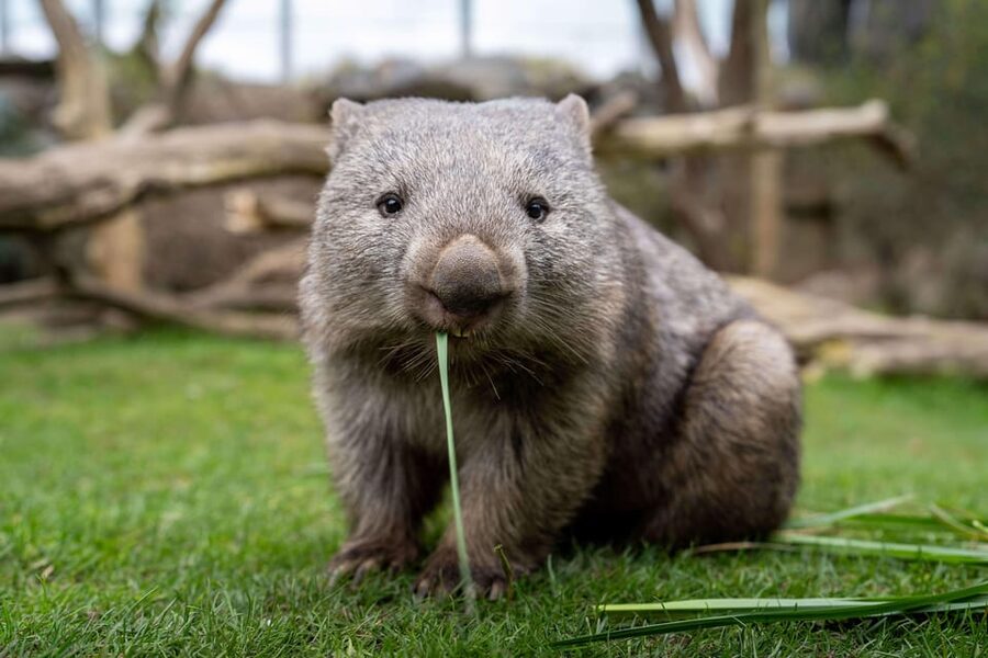 Prague Zoo: Skip-the-Line Entry Ticket - Food, Toilets, and Getting Comfortable During a Long Walk