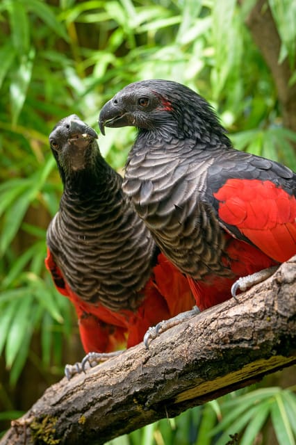 Prague Zoo: Skip-the-Line Entry Ticket - Season Notes: Winter Hours, Christmas Gifts, and Staying Until Closing