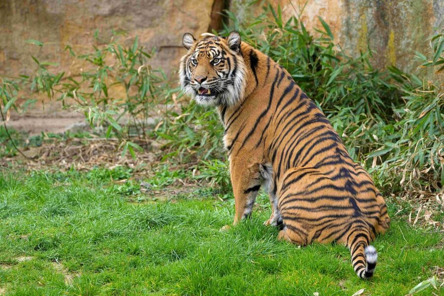 Prague Zoo: Skip-the-Line Entry Ticket - Skip-the-Line Entry: What You Actually Save (and When You Might Not Need It)