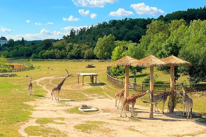 Prague Zoo Ticket with Online Audio Guide - Entering at U Trojského zámku: start the audio tour smoothly