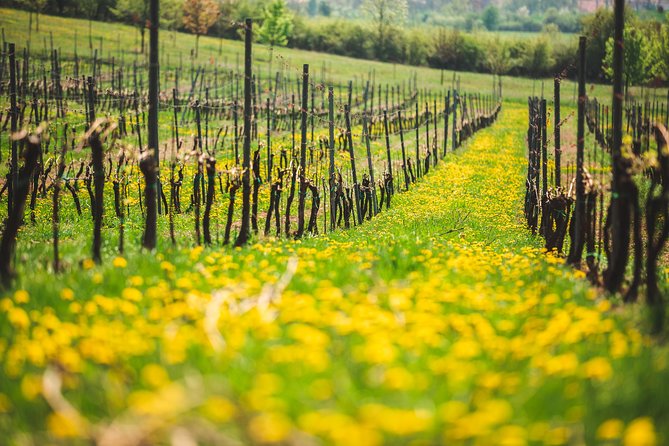 Private PICNIC in Bohemian Vineyards and Wine Tasting 4WD Tour - The guide experience: why private attention changes everything